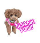 CUTE POODLE CUTE MINIATURE DACHSHUND（個別スタンプ：3）