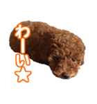 CUTE POODLE CUTE MINIATURE DACHSHUND（個別スタンプ：4）