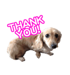 CUTE POODLE CUTE MINIATURE DACHSHUND（個別スタンプ：6）
