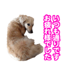 CUTE POODLE CUTE MINIATURE DACHSHUND（個別スタンプ：7）
