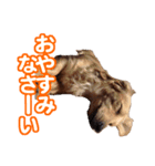CUTE POODLE CUTE MINIATURE DACHSHUND（個別スタンプ：8）