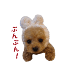 トイプードル ルナちゃん（個別スタンプ：1）