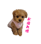 トイプードル ルナちゃん（個別スタンプ：3）