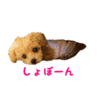 トイプードル ルナちゃん（個別スタンプ：4）