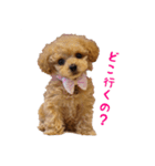 トイプードル ルナちゃん（個別スタンプ：5）