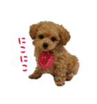 トイプードル ルナちゃん（個別スタンプ：6）