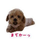 トイプードル ルナちゃん（個別スタンプ：7）