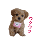 トイプードル ルナちゃん（個別スタンプ：10）