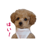 トイプードル ルナちゃん（個別スタンプ：11）