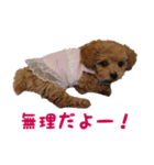 トイプードル ルナちゃん（個別スタンプ：12）