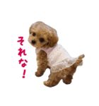 トイプードル ルナちゃん（個別スタンプ：13）