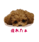 トイプードル ルナちゃん（個別スタンプ：15）