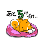 まめしば コタローくん（個別スタンプ：3）