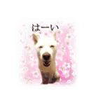 北海道犬桜花の愛情表現（個別スタンプ：4）