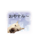 北海道犬桜花の愛情表現（個別スタンプ：5）