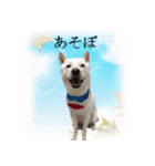 北海道犬桜花の愛情表現（個別スタンプ：6）