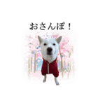 北海道犬桜花の愛情表現（個別スタンプ：7）