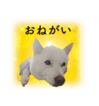 北海道犬桜花の愛情表現（個別スタンプ：8）