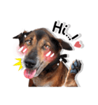 Dogs Leela（個別スタンプ：1）