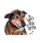 Dogs Leela（個別スタンプ：3）