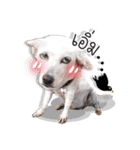 Dogs Leela（個別スタンプ：4）