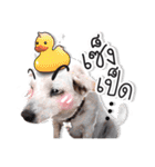 Dogs Leela（個別スタンプ：5）