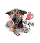 Dogs Leela（個別スタンプ：12）