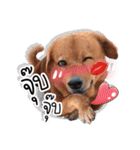 Dogs Leela（個別スタンプ：14）