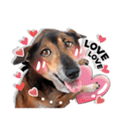 Dogs Leela（個別スタンプ：15）