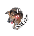 Dogs Leela（個別スタンプ：21）