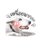 Dogs Leela（個別スタンプ：22）