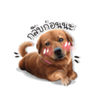 Dogs Leela（個別スタンプ：23）