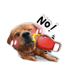 Dogs Leela（個別スタンプ：24）