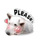 Dogs Leela（個別スタンプ：25）