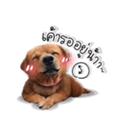 Dogs Leela（個別スタンプ：29）