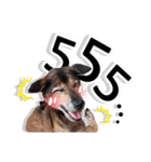 Dogs Leela（個別スタンプ：30）