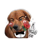 Dogs Leela（個別スタンプ：31）