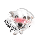 Dogs Leela（個別スタンプ：33）