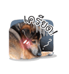 Dogs Leela（個別スタンプ：36）
