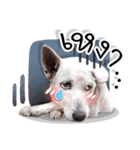 Dogs Leela（個別スタンプ：38）