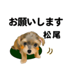 松尾さん用の名前スタンプ・子犬イラスト（個別スタンプ：1）