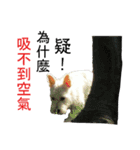 Terrisa.kikididi.lala（個別スタンプ：4）