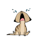 Cute Meerkats（個別スタンプ：13）