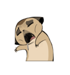Cute Meerkats（個別スタンプ：14）