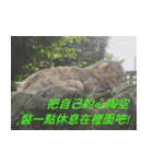 Words of life wisdom-Animal articles（個別スタンプ：1）