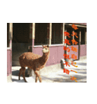 Words of life wisdom-Animal articles（個別スタンプ：2）