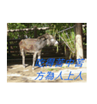 Words of life wisdom-Animal articles（個別スタンプ：3）