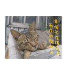 Words of life wisdom-Animal articles（個別スタンプ：4）