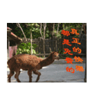 Words of life wisdom-Animal articles（個別スタンプ：6）