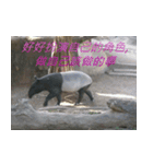 Words of life wisdom-Animal articles（個別スタンプ：7）